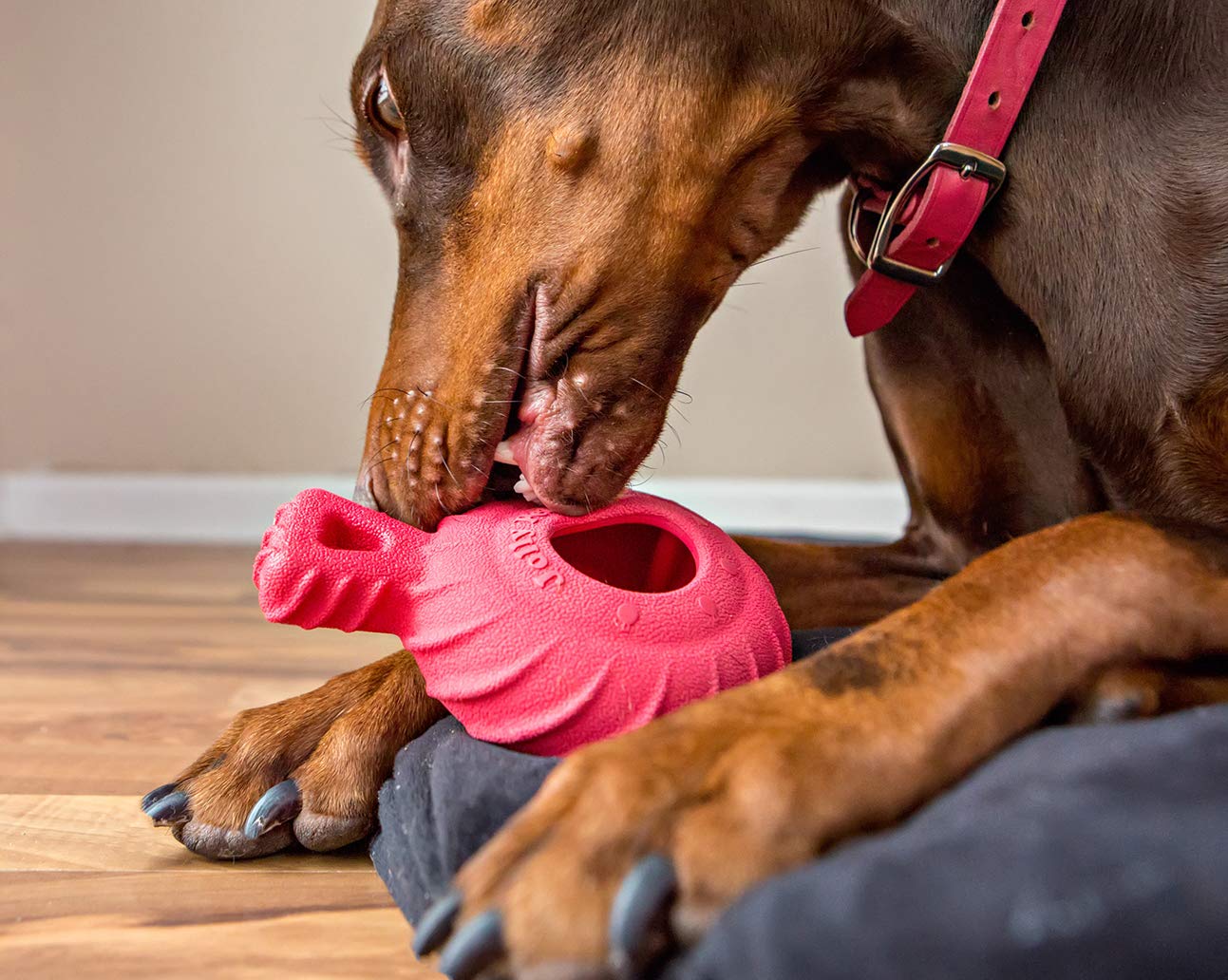 Jolly Pets Tuff Treader Dog Toy with Handle, 6 Inches, Red, Model:JTR23, All Breed Sizes