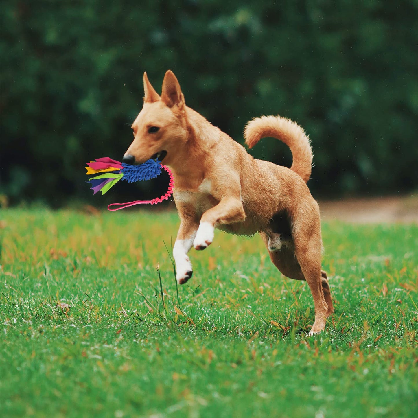 Clysoru Tug Toy for Dogs Tug of War Dog Toy with 2 Strong Red Band Handles Lasting Training Equipment Puppy to Large Dogs Interactive Toy Best for Tug of War Pull Indestructible Rope Toys (Black)