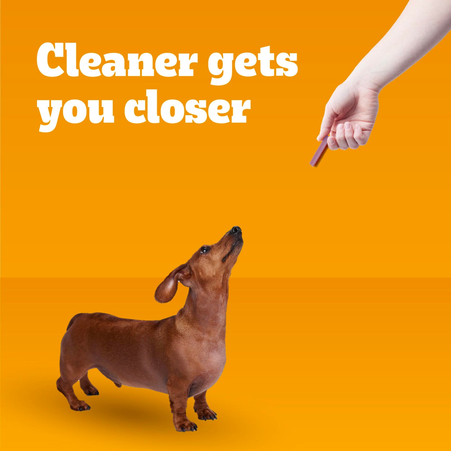 Pedigree Dentastix Dual Flavor Small Dog Dental Treats, Bacon & Chicken, 5.08 oz. Bag (24 Treats)