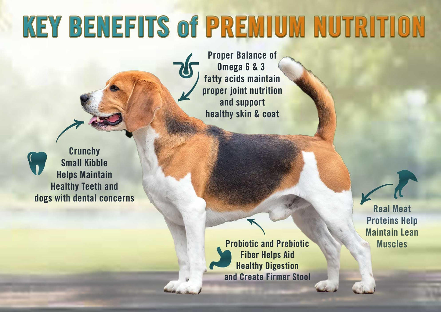 Chicken Soup for The Soul All Natural Premium Small Bites Adult Dry Dog Food, Real Meat First Ingredient, No by-Products, Supports Gut & Immune Health, Chicken, Turkey & Brown Rice, 13.5lb