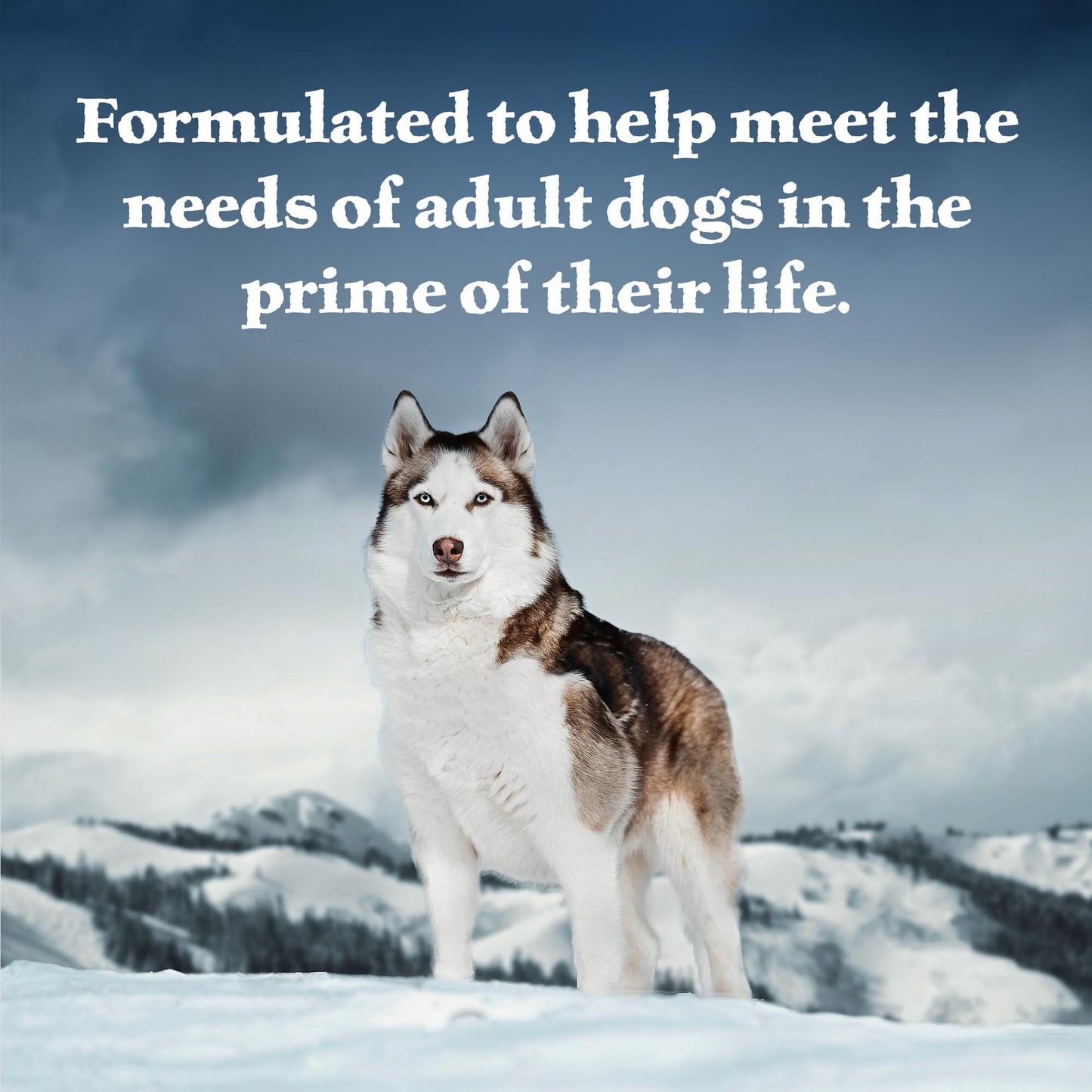 Blue Buffalo Wilderness Snake River Grill Natural High Protein Wet Food for Adult Dogs, Trout, Venison & Rabbit, 12.5-oz Cans, 12 Count