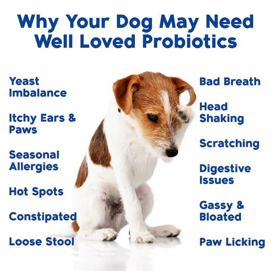Well Loved Probiotics for Dogs, Dog Probiotics, Made in USA, Vet Developed for Gut Health, Yeast Balance, Itchy Skin, Diarrhea & Gas Relief, Chews with Prebiotic & Digestive Enzymes, Digestive Support