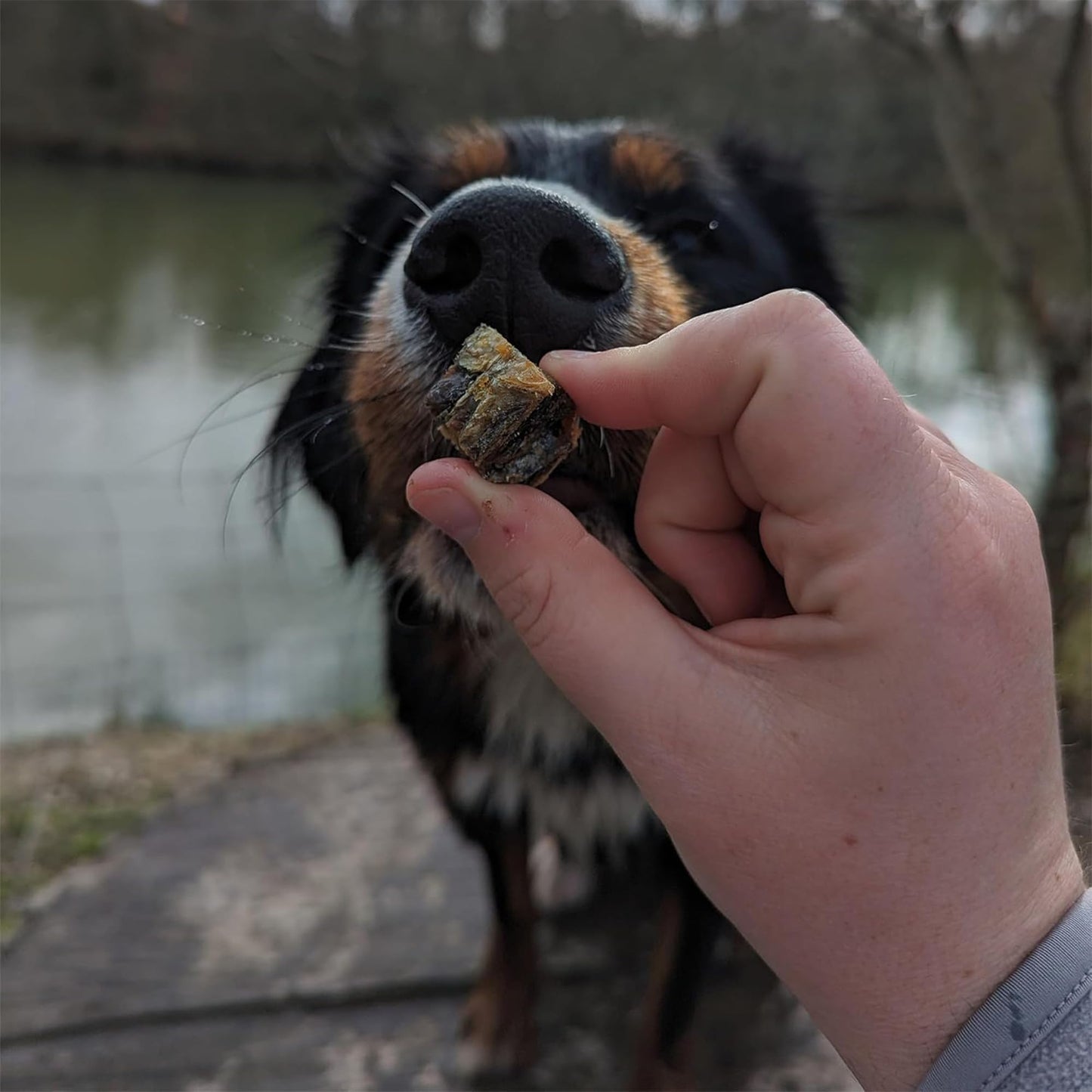 SKIPPER'S Salmon Skin Cubes - 100% Salmon Grain Free & Hypoallergenic Cubes for Dogs, All Natural & Healthy Dog Treats, Omega 3 & 6 Oil, Great for Skin, Coat & Joints | (8.82 Oz)
