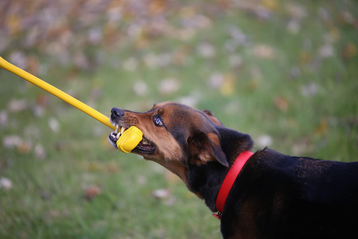 Jersey Dog Co Ultimate Dog Tug Toy, Dog Pull Toy, Tug of War Puppy Toy, Safe Chew Toys, Made in The USA Rubber-Free Toy 23” Long