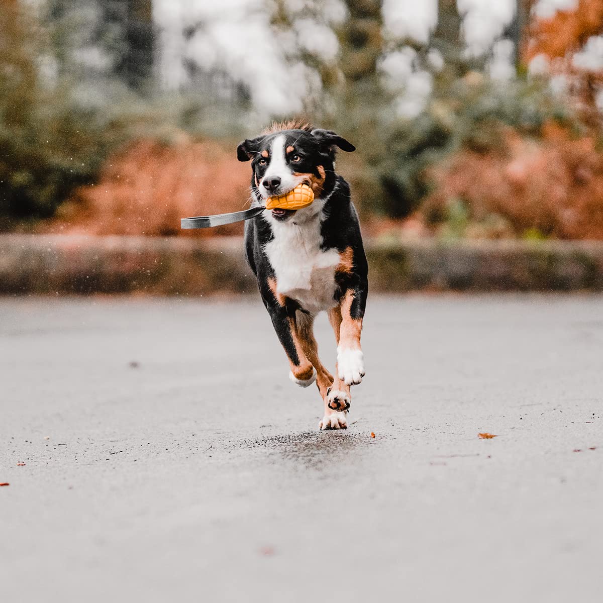 Herm Sprenger Mango Dog Chew Toy for Aggressive Chewer Natural Rubber Dog Treat Dispenser Tough Dental Teeth Cleaning Chew Toys for Small Medium Large Breeds (Small)