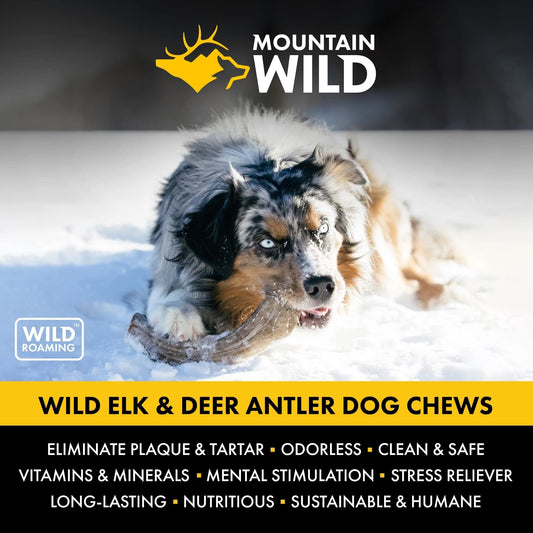 MOUNTAIN WILD Split Elk Antler Dog Chews for Aggressive Chewers – Naturally-Shed, Long-Lasting, Odorless, Mineral-Rich – No Fillers, No Preservatives – Supports Dental Health – Small Breeds (Small)