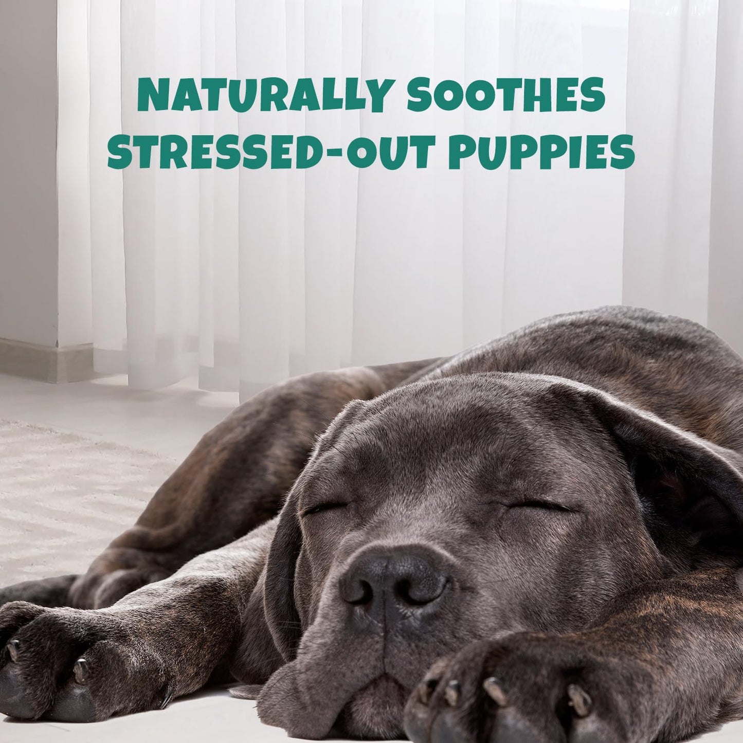 Petipet Calming Chews for Dogs - Plant-Based Calming Supplement w/Melatonin+Chamomile - Calming Aid Soft & Chewy Treats for Relaxing, Stress, Separation, Anxiety Relief, Puppies, Small & Large Breeds