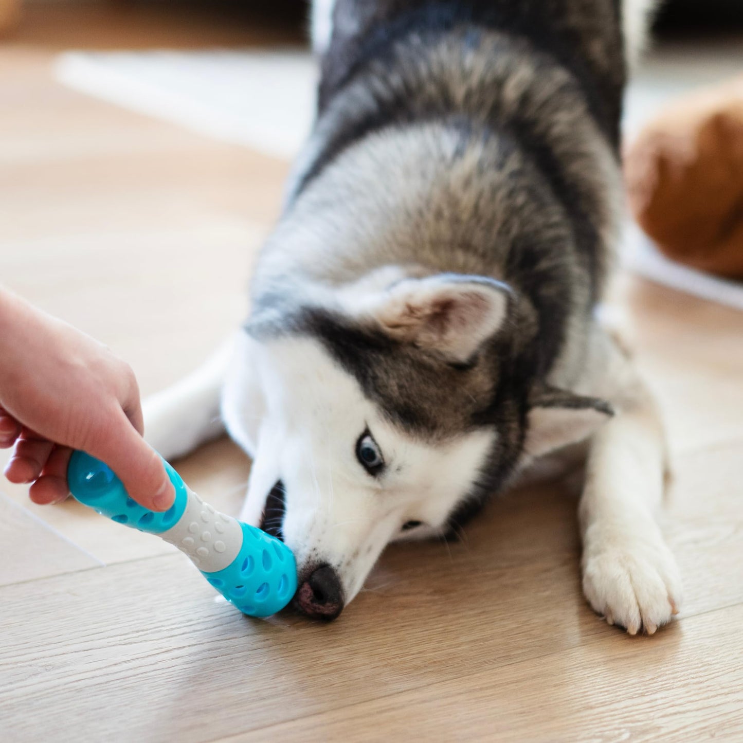 Messy Mutts Totally Pooched Toss 'n Stuff Hourglass | Interactive Treat and Squeak Toy for Dogs | Durable 7” TPR Dog Toy | Teal