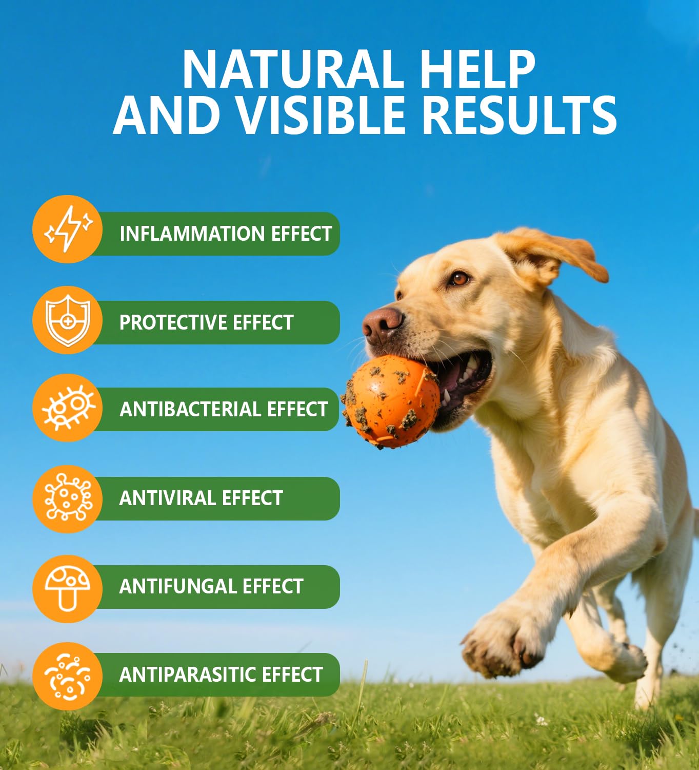 PuPulse Antibiotics for Dogs | Natura Antibiotics for Dogs | Dietary Supplement Pet Antibiotic | Dog Vitamins and Supplements | Dog Antibiotic | 2 Oz