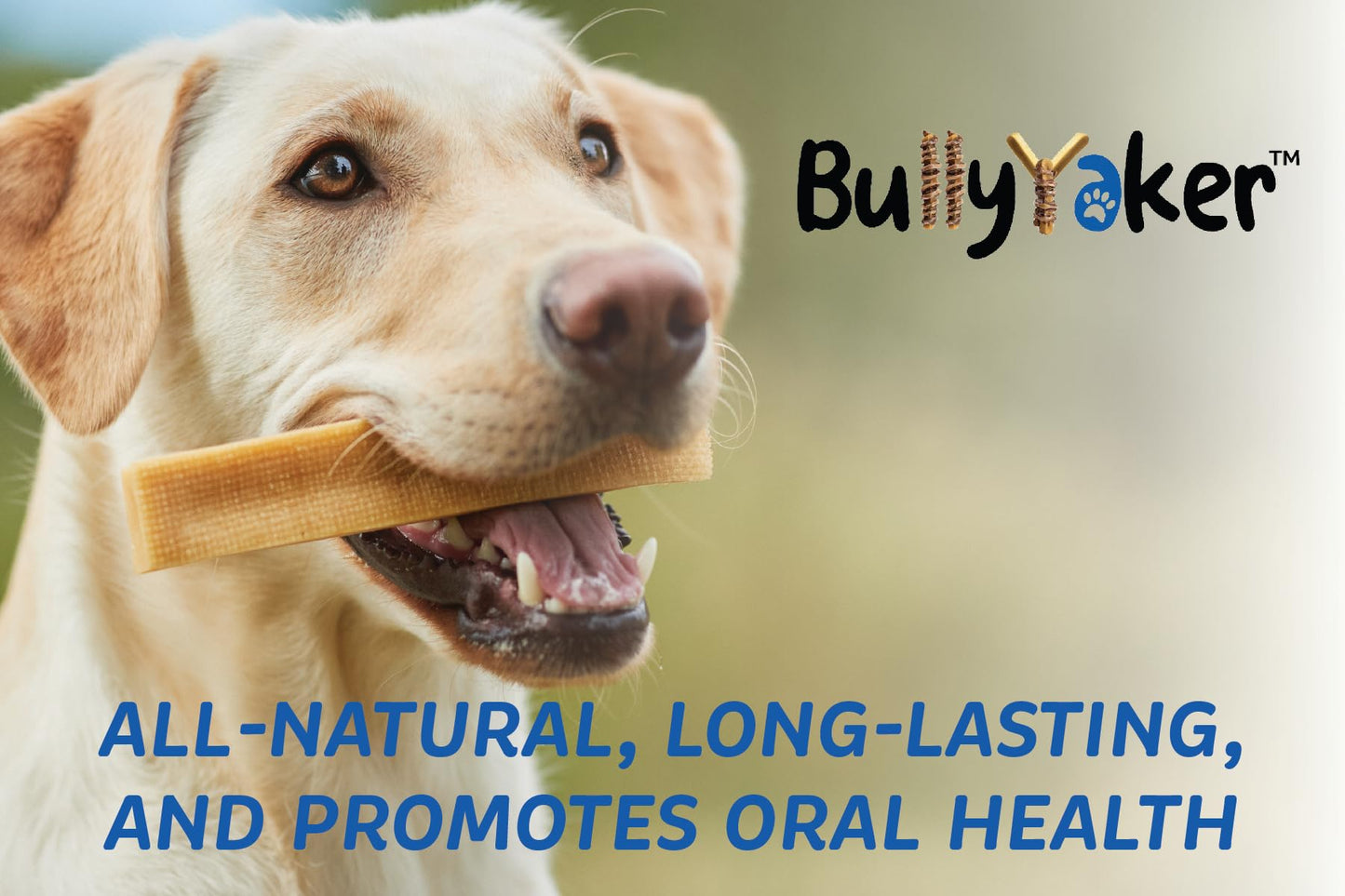 BULLYYAKER Cheese Chews: Himalayan Yak Cheese Dog Chews- Natural, Healthy & Long Lasting Dog Treats - Grain, Gluten & Lactose-Free Rawhide Alternatives, Small 3 Pack, 6 Oz