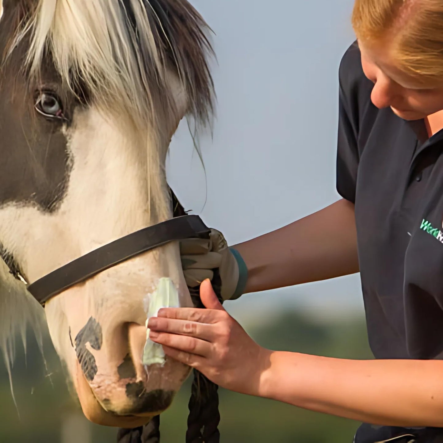 Sit Stay Forever Organic Sunscreen & Moisturizer for Horses, Suncoat, Sun Protection for Nose and Sensitive Skin, Sunblock for Horses, Zinc Free, Equine Sunscreen, Equine UV Protection, 4 oz