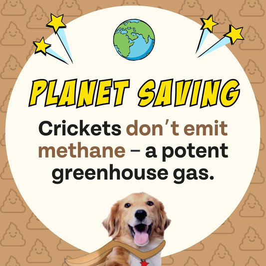 Peanut Butter Dog Treats, Healthy Puppy Treat, Pumpkin, Cricket, Gift for Pet Lovers, Natural Dog Snacks, Hypoallergenic, Gut-Healthy, Medium and Large Dogs, Sustainable Products