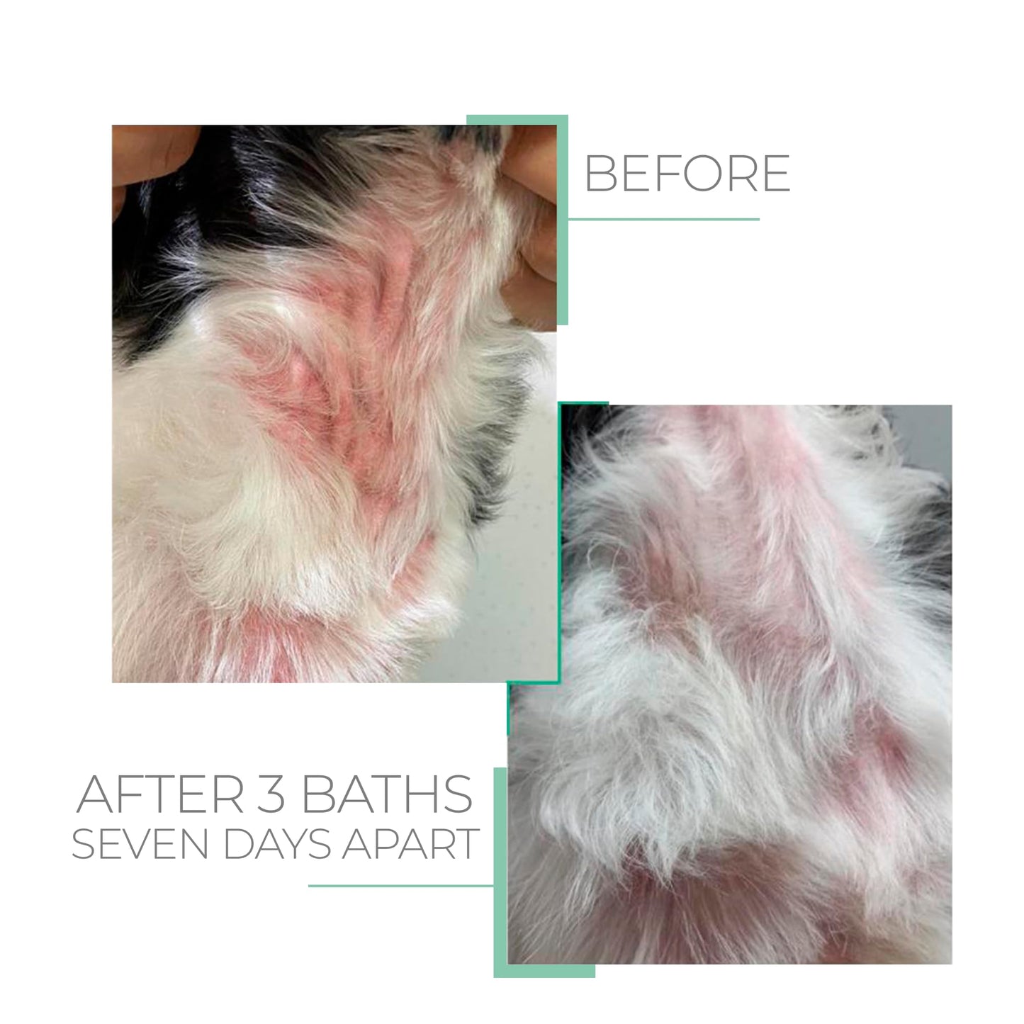Sensitive Skin Hypoallergenic Conditioner for Pets - Fur Detangling, Nourishment & Hydration, All Ages Pet Grooming Products, Horse, Cat Dog Bath Supplies - Vegan, Paraben-Free - 10.6oz - PUREZA PET