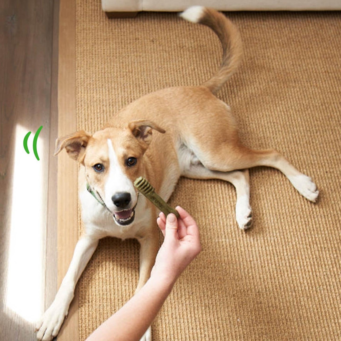 Greenies Puppy Petite Size Dental Dog Treats, 6 oz. Pack (10 Treats)