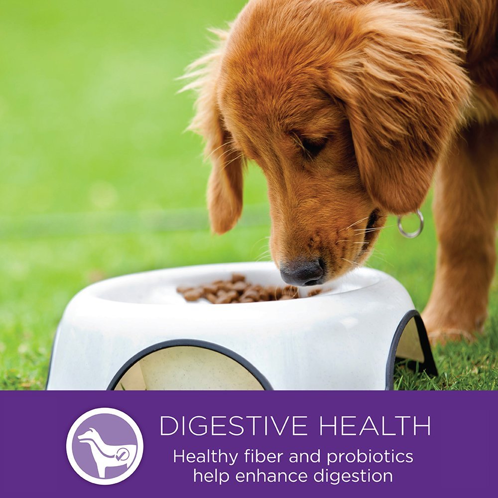 Wellness Complete Health Small Breed Dry Dog Food with Grains, Natural Ingredients, Made in USA with Real Turkey, For Dogs Up to 25 lbs (Adult, Healthy Weight Turkey & Rice, 4-Pound Bag)