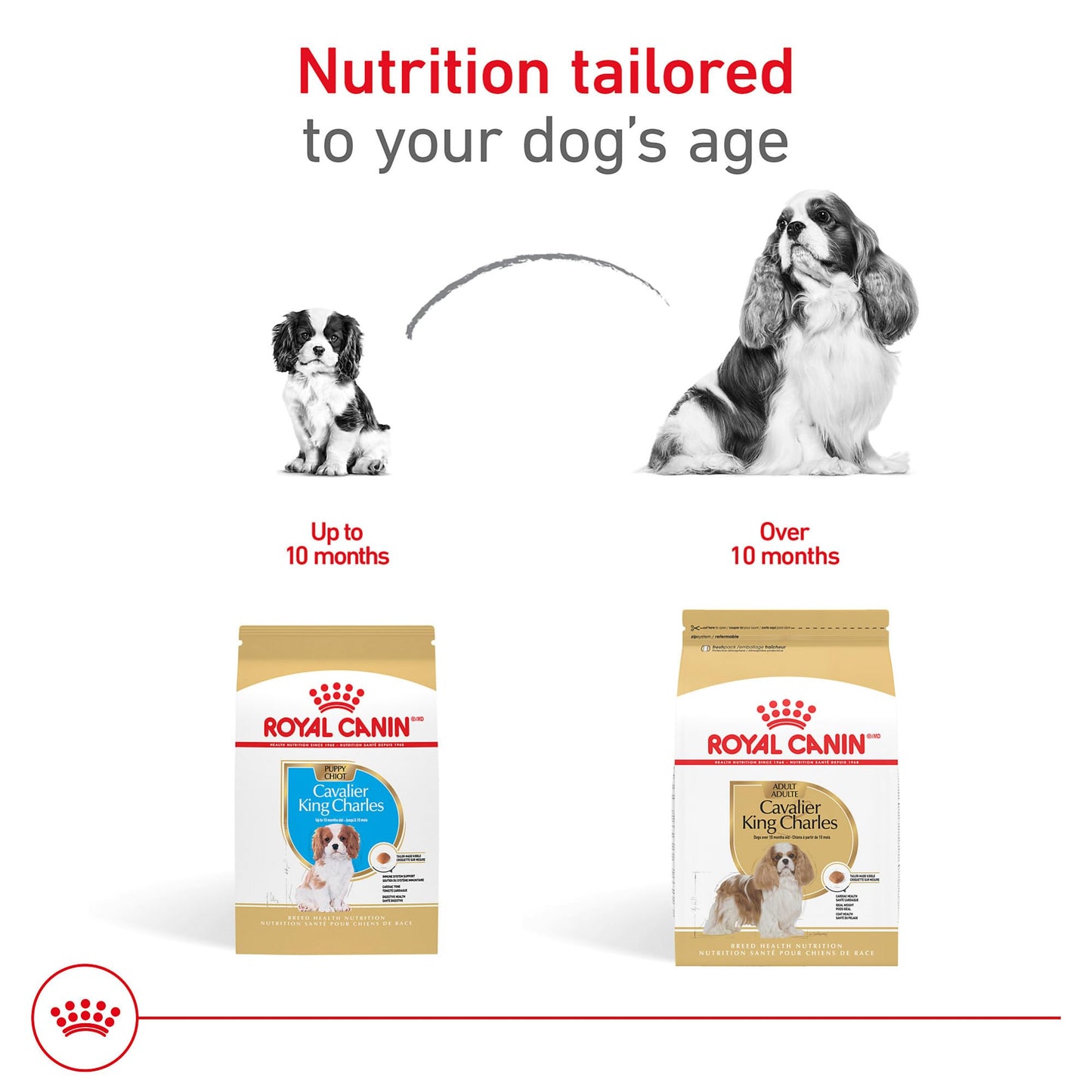 Royal Canin Breed Health Nutrition Cavalier King Charles Spaniel Puppy Dry Dog Food, 3 lb Bag