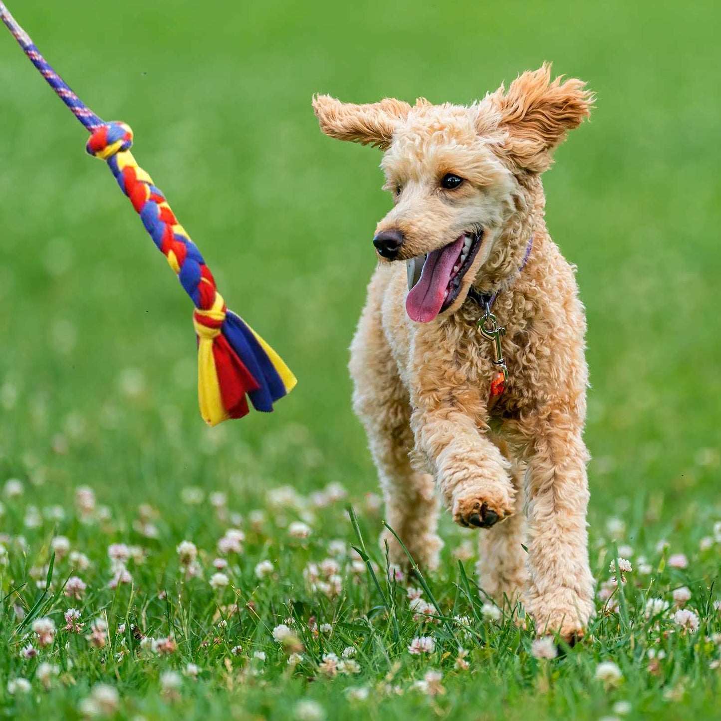 YINOR Flirt Pole for Dogs-Interactive Lures Durability Rope,Chase and Tug of war Puppy Toy，Outdoor Dog Agility Training Equipment Plush，Teaser Chew Pet Kits for Small Medium Dogs