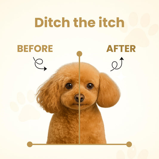 Project Sudz Hypoallergenic Dog Shampoo – Oatmeal & Honey | Extra Gentle, Unscented Pet Shampoo for Sensitive Skin | Safe for Puppies, Eco-Friendly & Made in USA