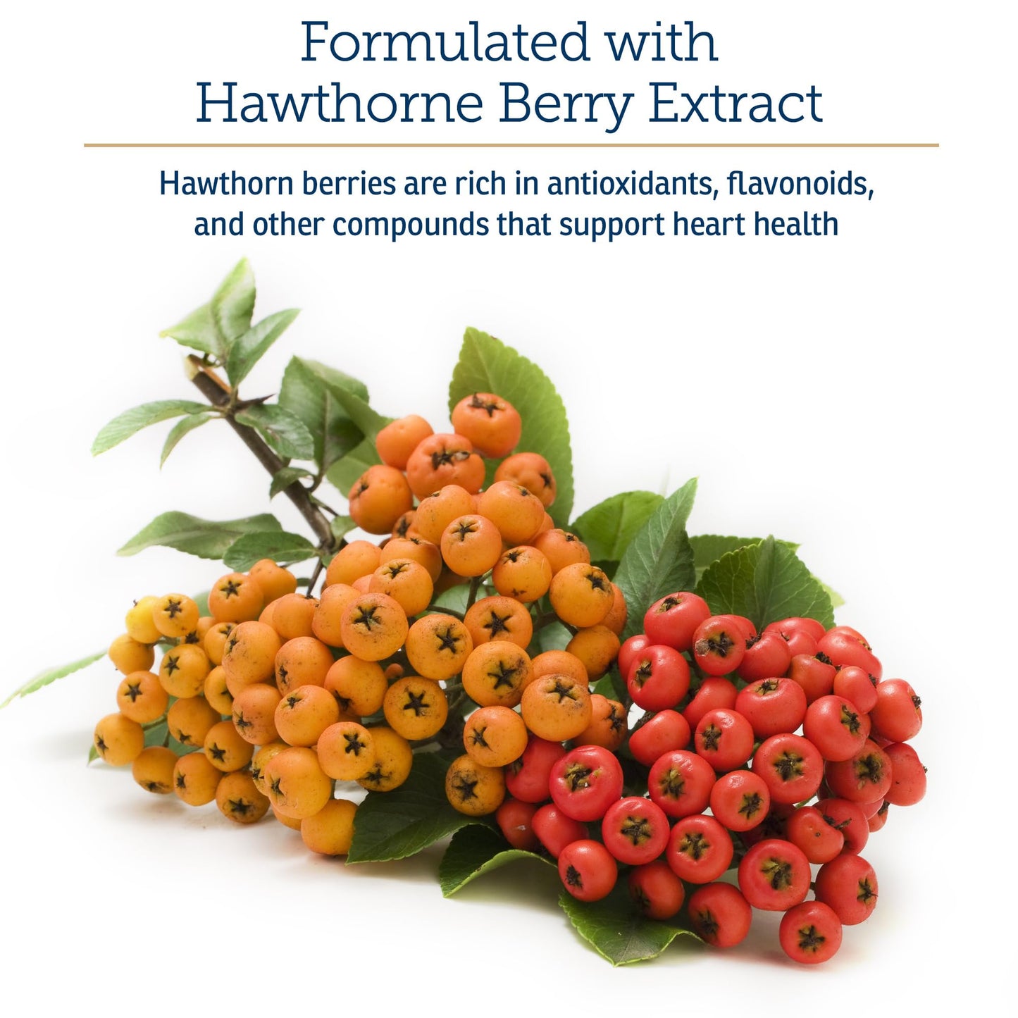 Wellness Complete Health Senior Dry Dog Food, Small Breed, Wholesome Grains, Natural, Age Advantage Turkey & Peas Recipe, (4-Pound Bag)