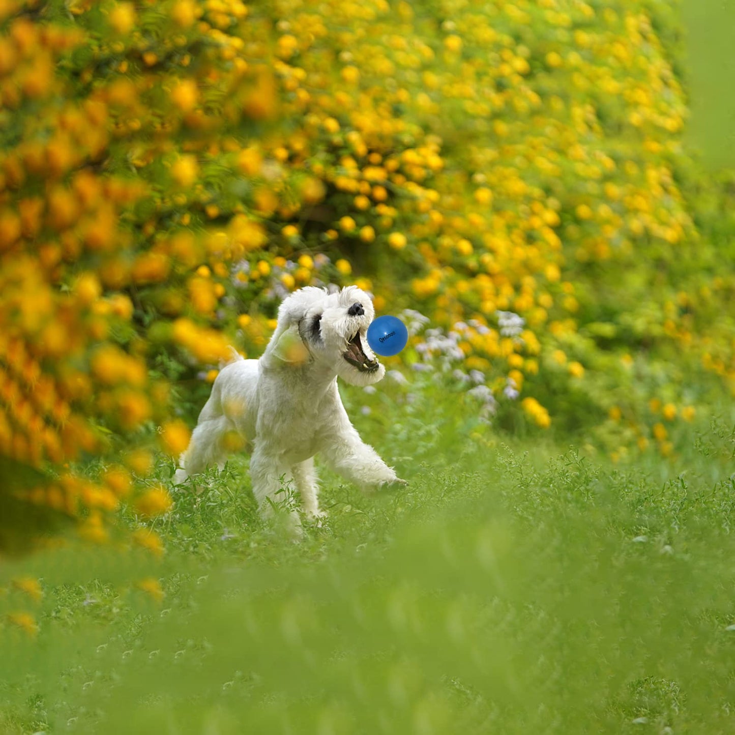 Qesonoo Dog Balls Indestructible,Solid Rubber Bouncy for Dogs Aggressive Chewers Small Breed,Non-Toxic&Floating&High Elasticity,Durable Fetch Ball Small to Chew,Play and Training