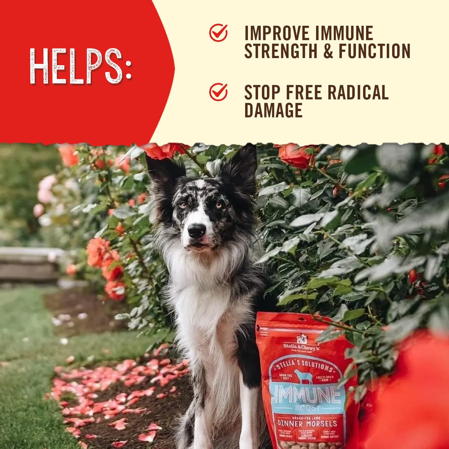 Stella & Chewy's Freeze-Dried Raw Dog Food for Immune Support - Grass-Fed Lamb - Natural Solution for Immune Defense & Overall Wellness - Premium Raw Nutrition - 13oz