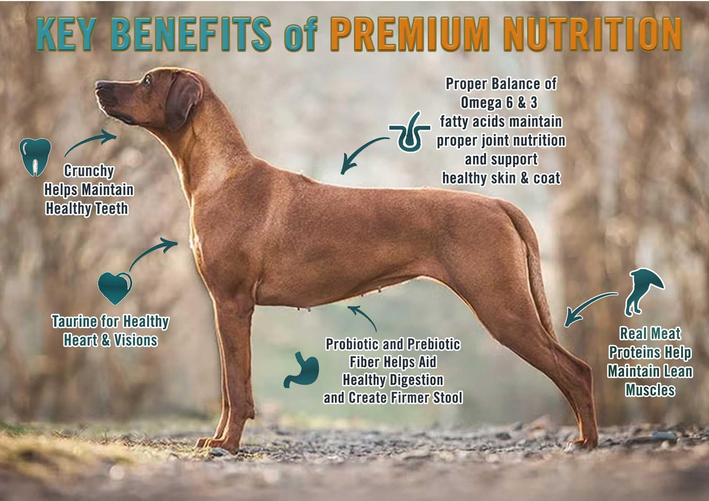 Chicken Soup for the Soul All Natural Premium Grain-Free All Life Stage Dry Dog Food, Real Meat First Ingredient, No By-Products, Added Taurine Supports Heart Health, Chicken, Pea & Sweet Potato, 22lb