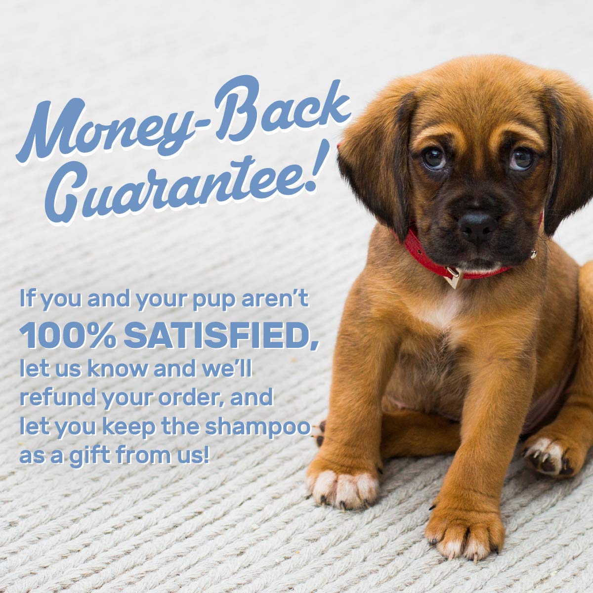 OLIVER'S CHOICE Dog Shampoo with Oatmeal, Aloe & Shea Butter – Deodorizing Puppy Shampoo for Smelly Dogs, Itchy Skin Relief, Paraben-Free, Biodegradable, Cruelty Free – 12 fl. oz