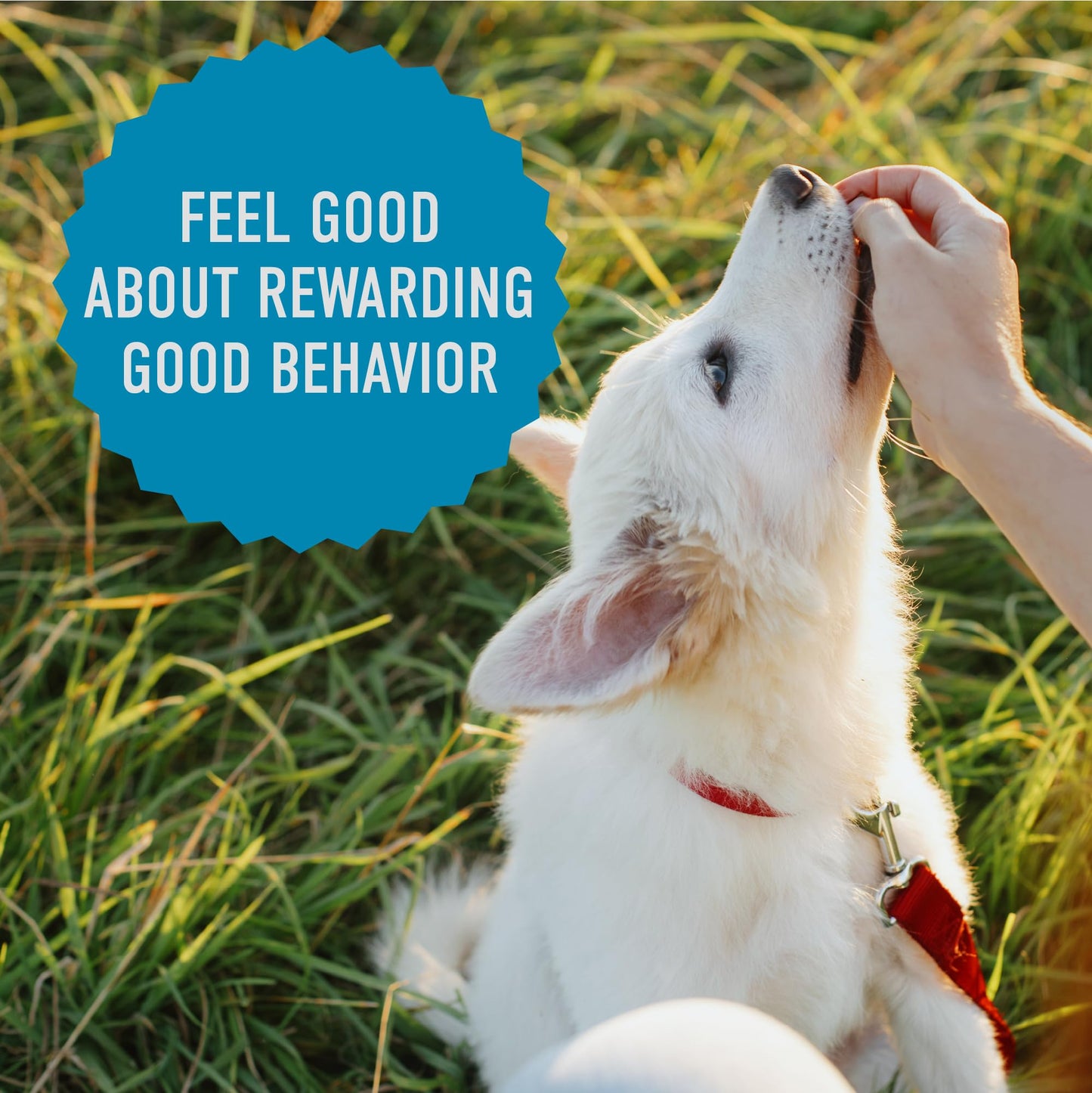 Cloud Star Tricky Trainers Soft & Chewy Dog Training Treats 14 oz. Bag, Salmon Flavor, Low Calorie Behavior Aid with 360 Treats