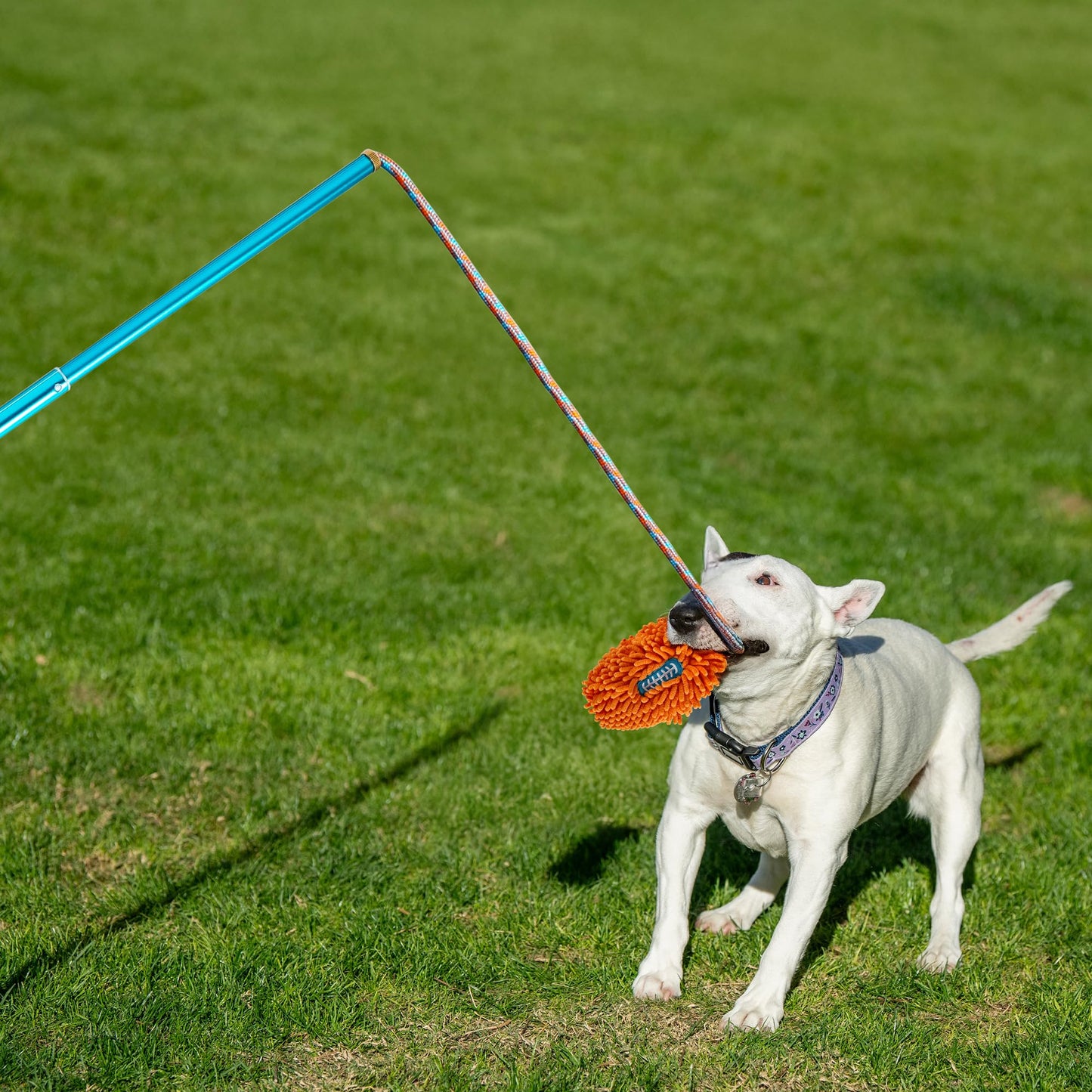 ALL FOR PAWS Interactive Flirt Pole Toy for Dogs Training & Exercise – Durable Teaser Wand with Luring Rope, Tug of War Chase Toy for Small to Medium Dogs