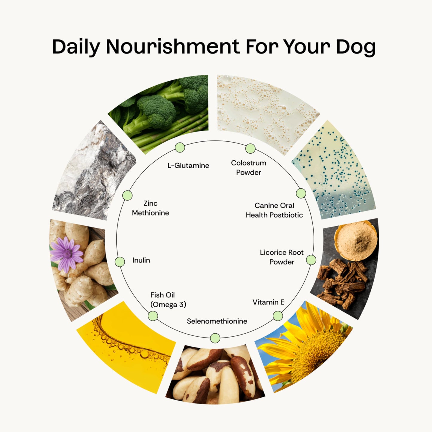 Daily Prebiotic + Postbiotic Dog Supplement Powder | 12-in-1 Support for Gut, Joints, Allergy, Immunity, Calming & Oral Health | Human-Grade Ingredients, No Artificial Flavors-No Fillers - 30 Sachets