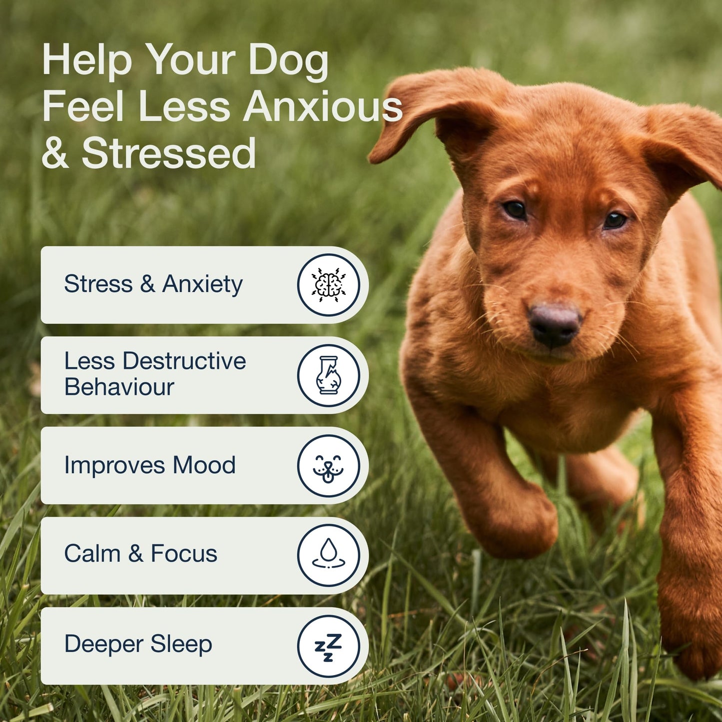 Pure Dogs Calming Chews for Anxiety & Stress Relief - Dog Treats with Organic Hemp & GABA - Soothe Scratching & Restlessness - 90 Calming Treats