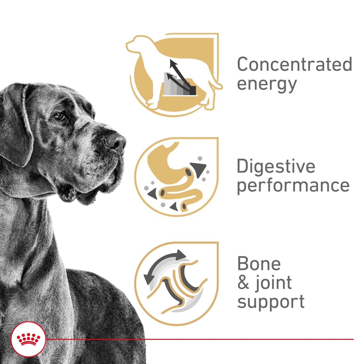 Royal Canin Great Dane Adult Dry Dog Food, 30 lb bag