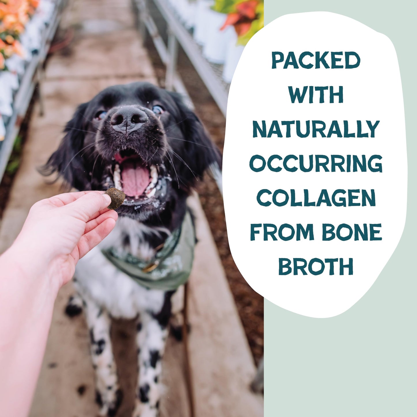 Shameless Pets Dog Training Treats Bacon/Apple and Chicken/Peanut Butter - Natural and Soft Puppy Treats with Collagen - Medium Dog Treats Pack of 2 (8oz Each)