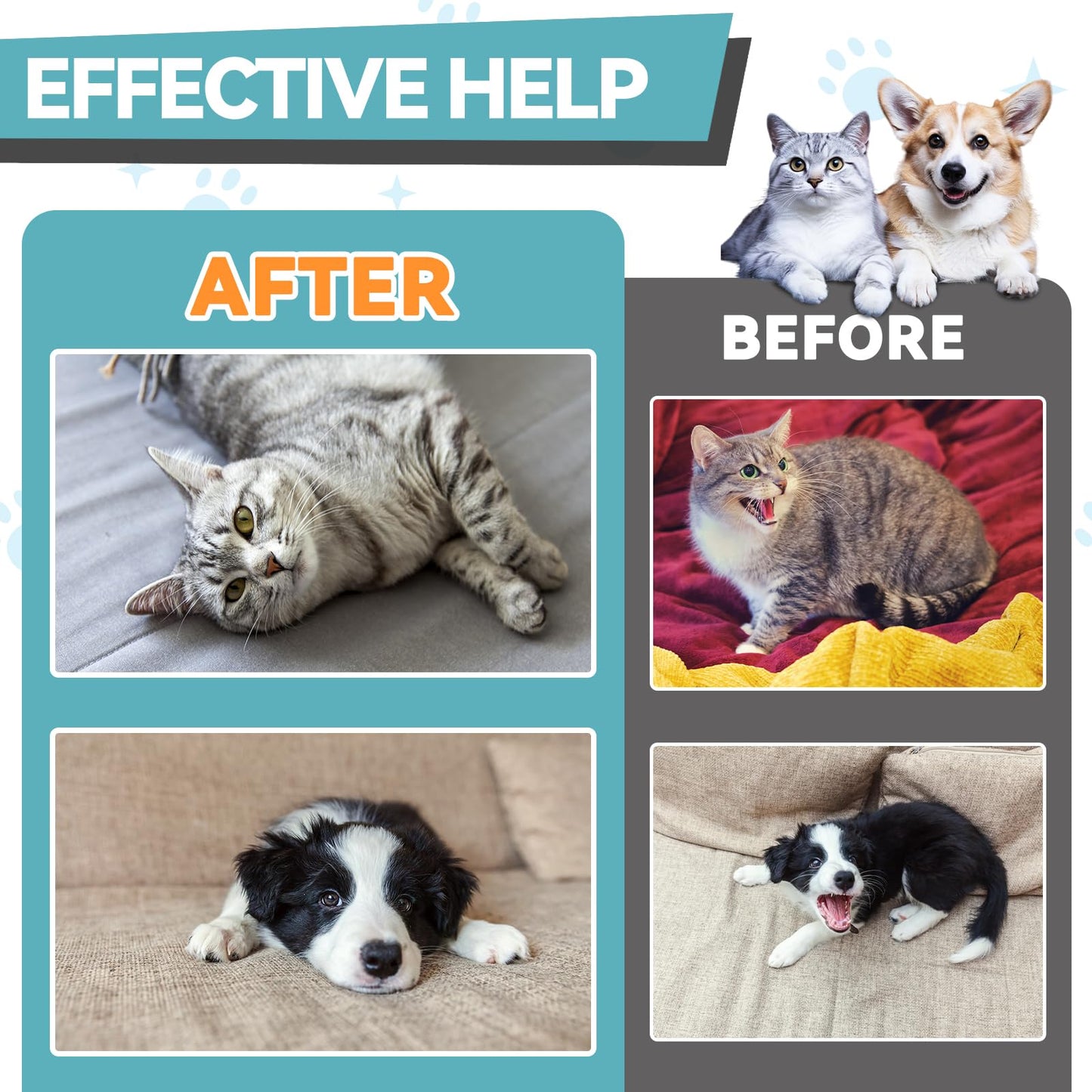 Melatonin for Pets, Dog Melatonin, Dog Sleep Supports, Melatonins for Cats, Supports Relaxation Dogs & Cat, Calm Behavior in Dogs, Helps Restful Sleep, Chicken Flavor 60ml