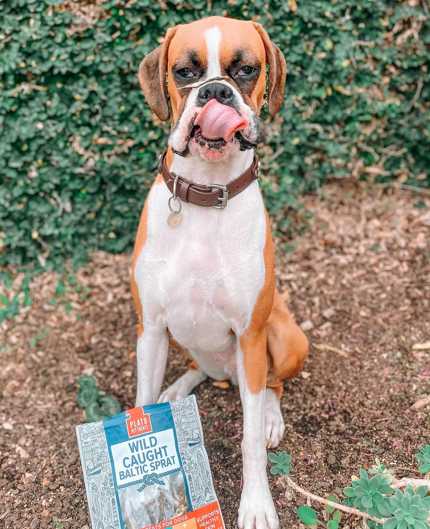 PLATO Lamb Dog Treat Variety Pack – 3 Count (Small Bites 2.5oz, Real Strips 6oz, Mini Thinkers 3oz) – Soft, Air-Dried, Grain-Free Training & Snack Treats