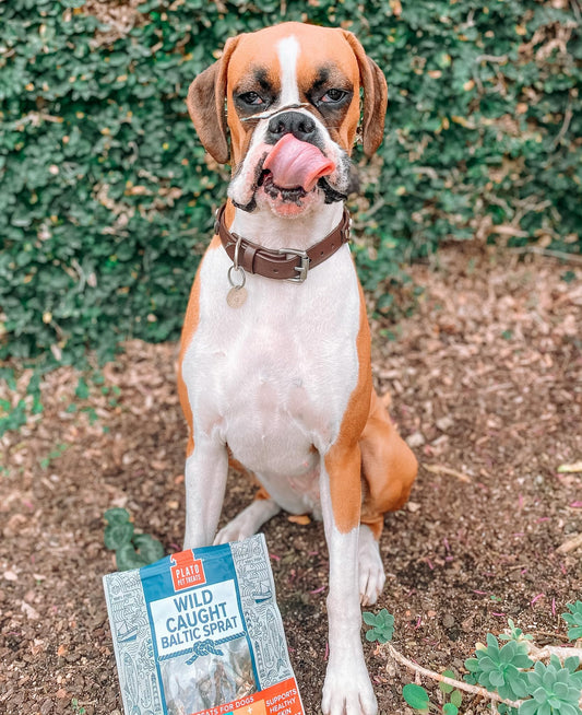 PLATO Lamb Dog Treat Variety Pack – 3 Count (Small Bites 2.5oz, Real Strips 6oz, Mini Thinkers 3oz) – Soft, Air-Dried, Grain-Free Training & Snack Treats