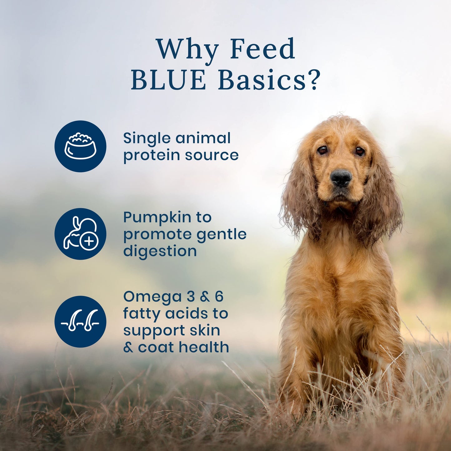 Blue Buffalo Basics Skin & Stomach Care Natural Wet Dog Food Topper, Salmon in Gravy 2.5oz Pouch (12 Pack)