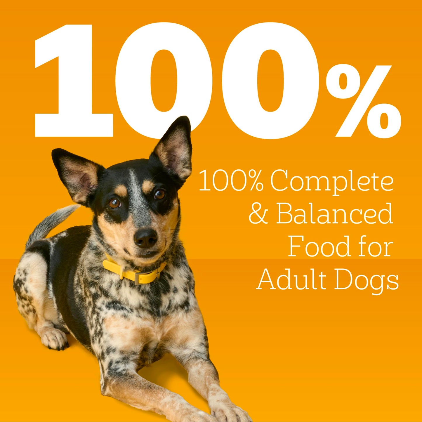 Pedigree Chopped Ground Dinner Weight Management Wet Dog Food Chicken & Rice Dinner in Meaty Juices, 13.2 oz. Cans (12 Count, Pack of 1)