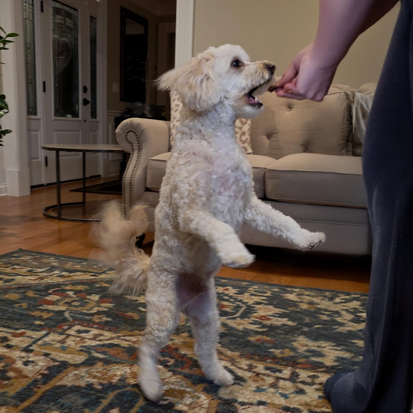 Exclusively Dog Chewy Training Treats Bacon Apple Flavor Grain Free Gluten Free, Made in The USA, 6 oz.