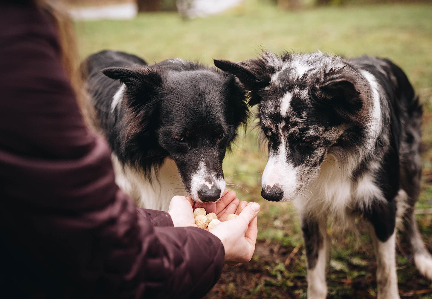 Muenster Perfect Balance Ocean Fish Meal Grain Free Dry Dog Food, 25lb - Gluten-Free, All Life Stages