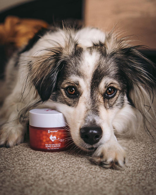 Zignature Turkey Limited Ingredient Formula Dry Dog Food 25lb