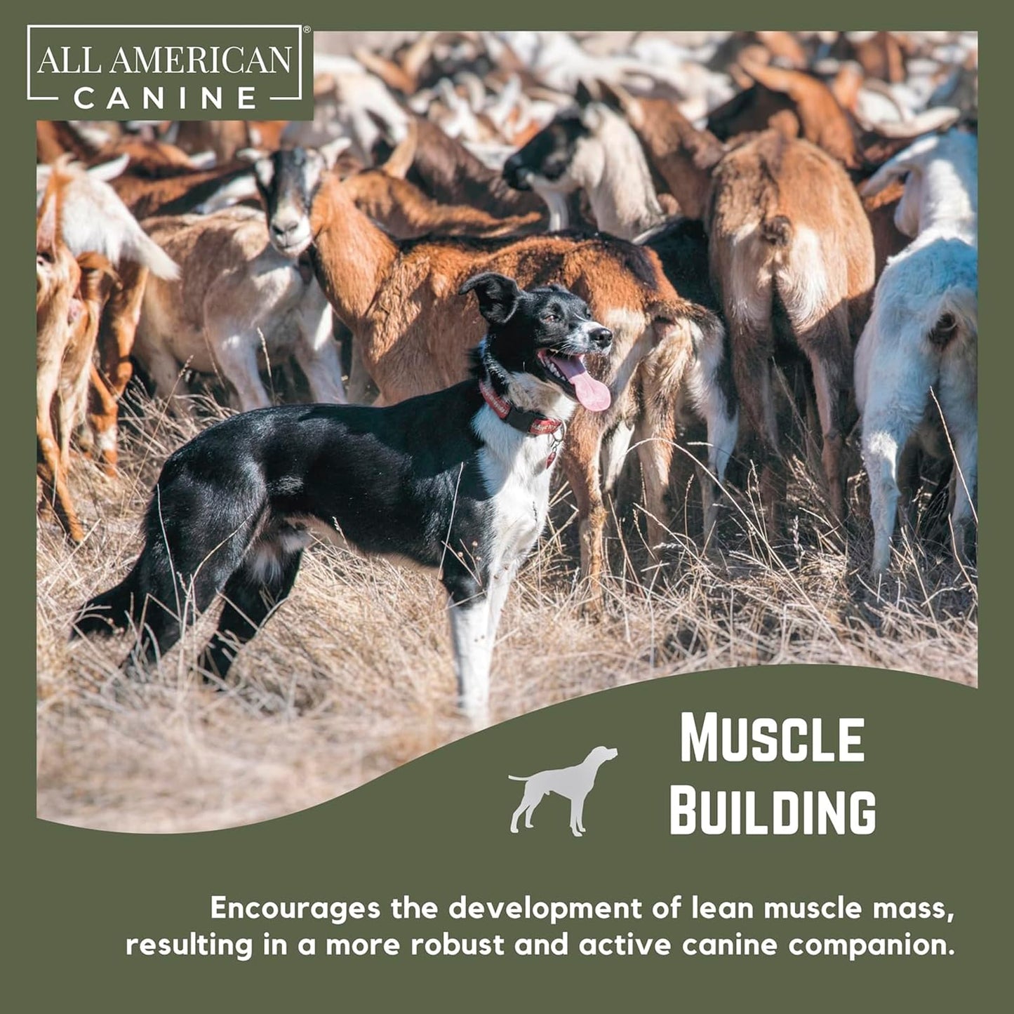 All American Canine Bulk Dog Weight Gainer – High Calorie Dog Food Supplement & Protein Powder for Rapid Weight Gain, Mass, and Recovery – Appetite Stimulant – 230 Servings