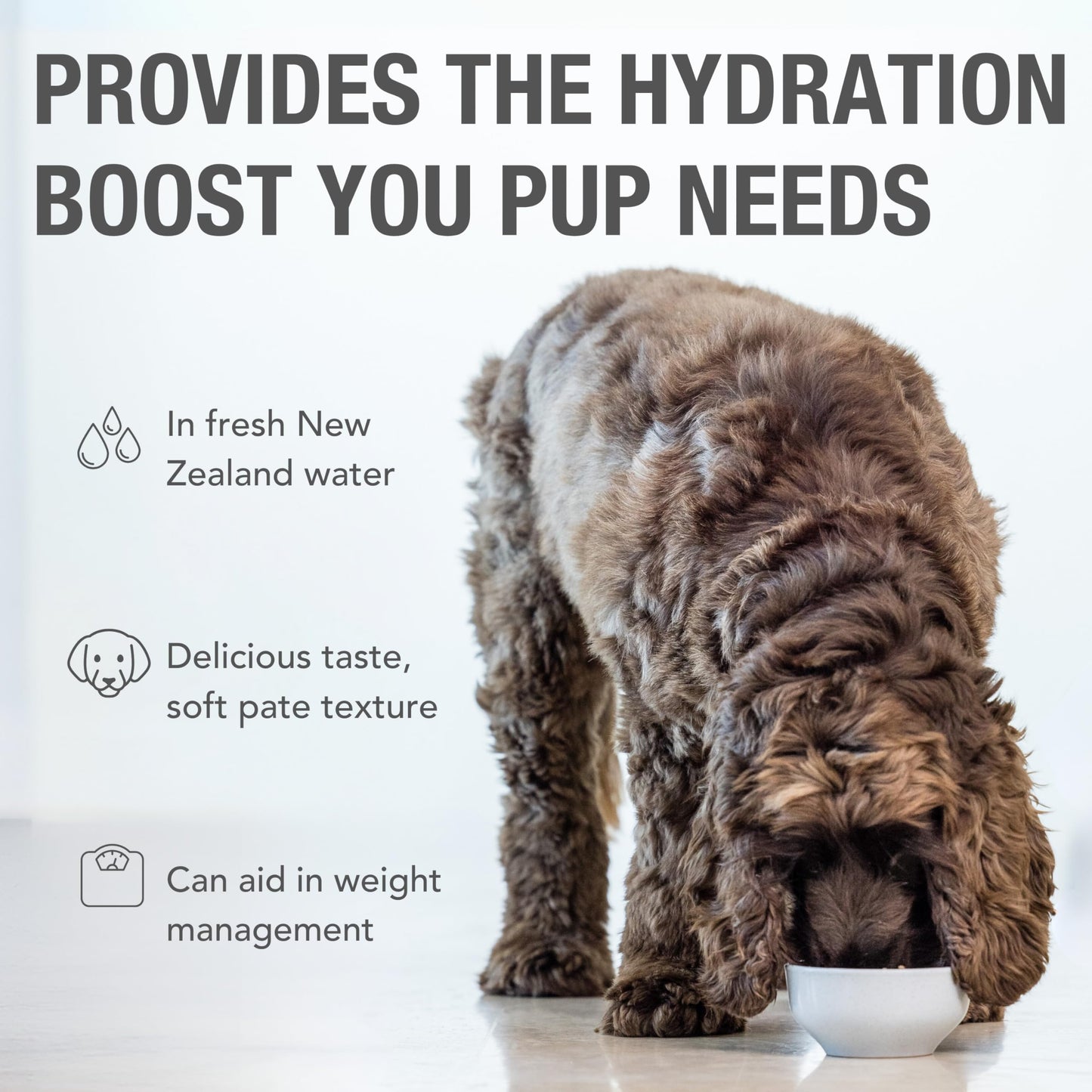 K9 Natural Wet Dog Food Pate, Lamb Feast, 13 Oz Cans (Pack of 12), Grain Free, Made in New Zealand with Grass-Fed, Free-Range Lamb, Single Source, Limited Ingredient