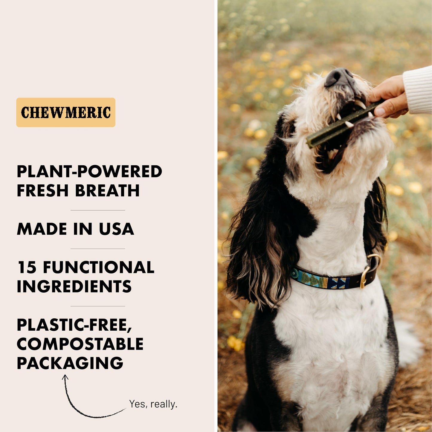 Durango Chewmeric Dental Sticks for Dogs – 6” Plant-Based Dog Chews with Turmeric, Spirulina, and Peppermint – Fresh Breath & Joint Support – Grain-Free Vegan Treats – Made in USA (6 Count)