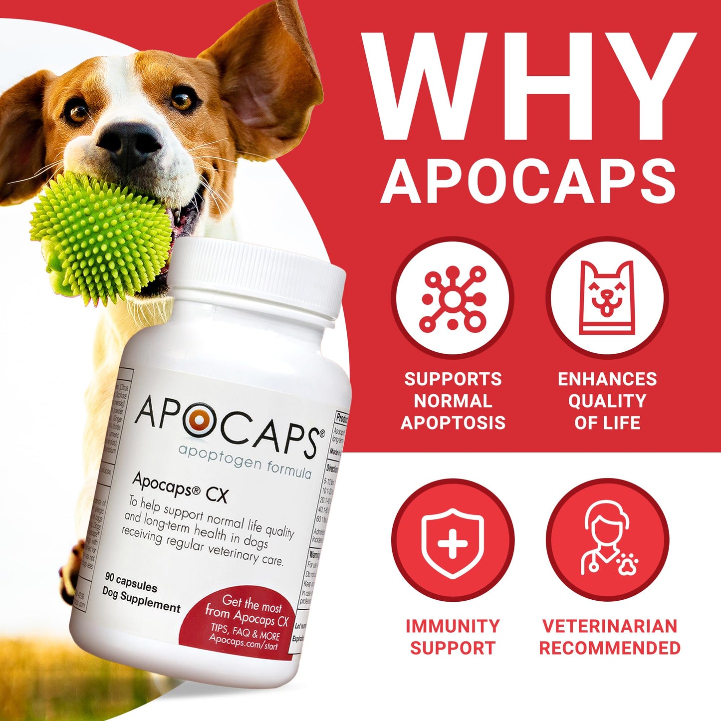 Apocaps CX Apoptogen Formula for Dogs (90 Capsules) - Supports Normal Levels of Apoptosis + Human Grade Ingredients Including Citrus Bioflavonoids, Silymarin, Curcumin and Turmeric + Biovadex