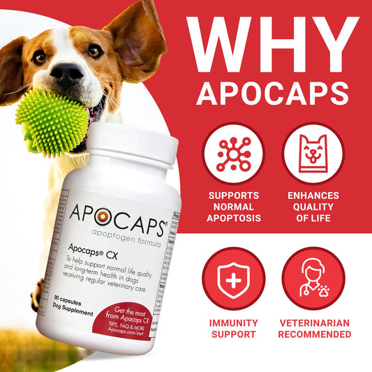 Apocaps CX Apoptogen Formula for Dogs (90 Capsules) - Supports Normal Levels of Apoptosis + Human Grade Ingredients Including Citrus Bioflavonoids, Silymarin, Curcumin and Turmeric + Biovadex