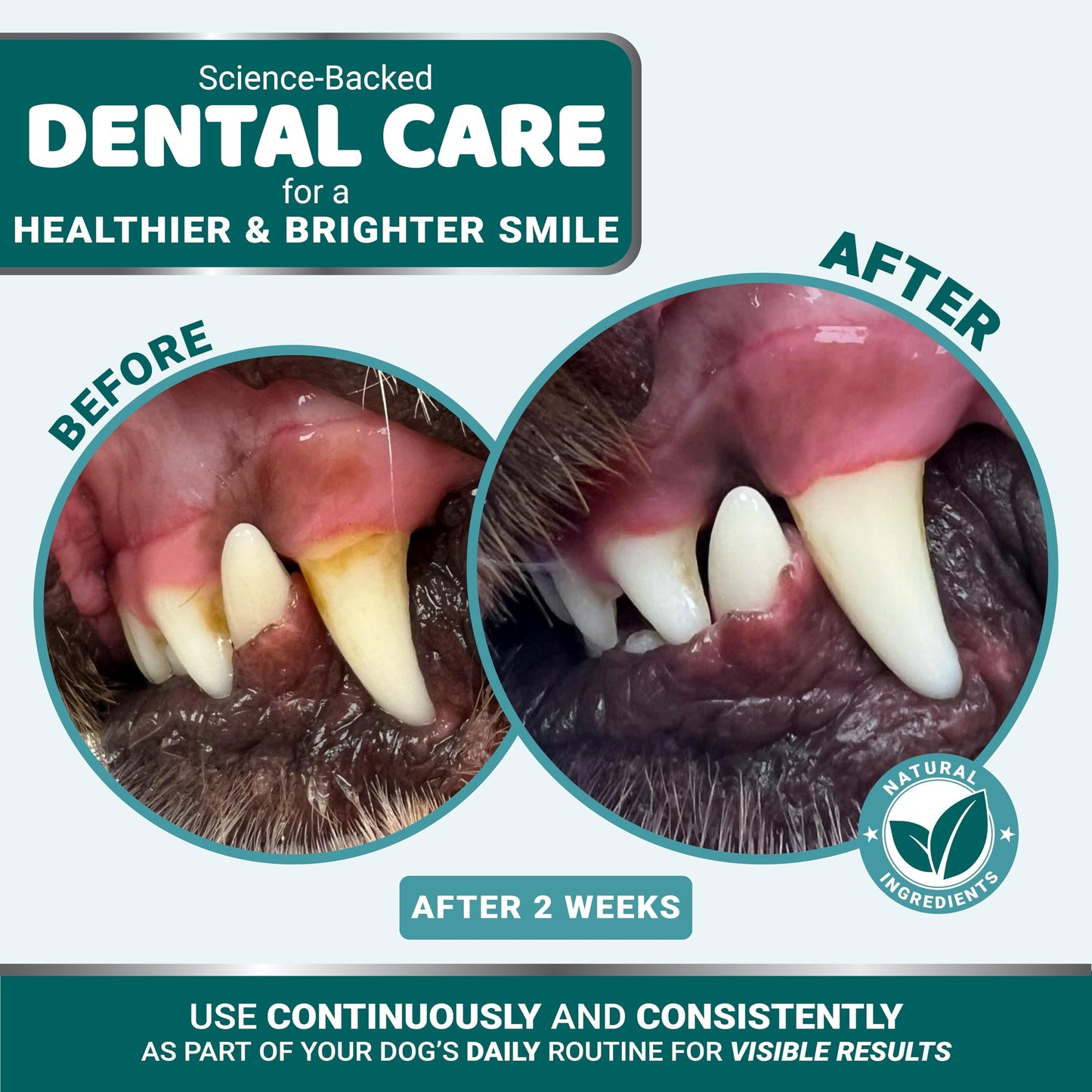 Advanced Dog Dental Powder, Breath Freshener, Dog Teeth Cleaning Powder, Bad Breath & Tartar and Plaque Off Remover for Dogs with Probiotics lab co, Pet Oral Care - 60 Scoops - Made in USA