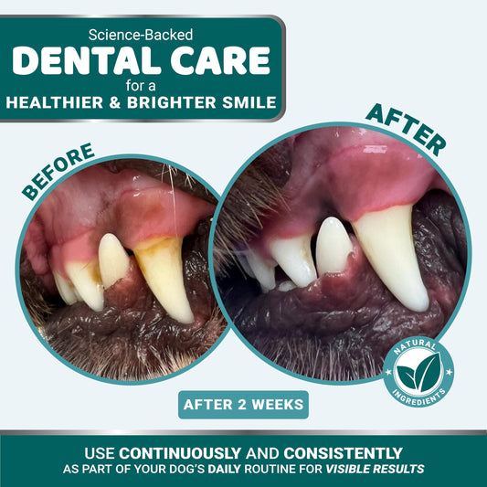 Advanced Dog Dental Powder, Breath Freshener, Dog Teeth Cleaning Powder, Bad Breath & Tartar and Plaque Off Remover for Dogs with Probiotics lab co, Pet Oral Care - 60 Scoops - Made in USA