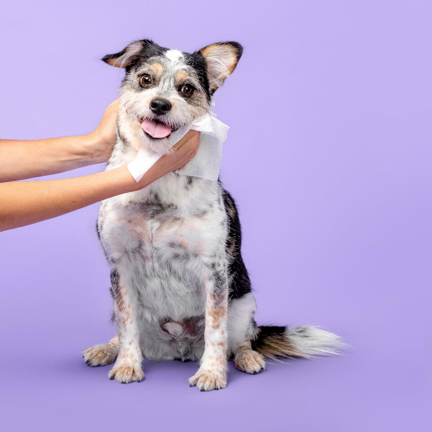 Raw Sugar 2-in-1 Dog Shampoo and Conditioner (Aloe & Oatmeal, 16 Fl Oz) & Dog Wipes, 2 Pack (60 Apple Cream Pet Wipes) Fur Kids Sensitive Coat Kit, Vegan & Cruelty-Free Puppy Essentials