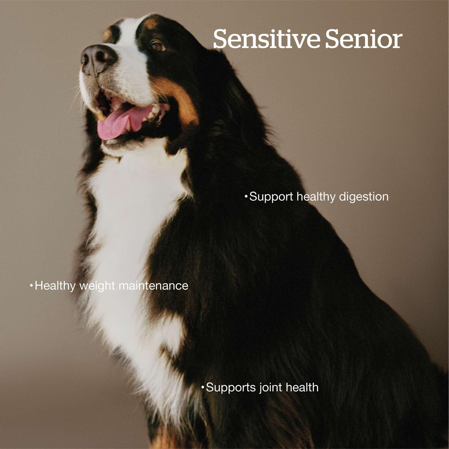 Now Fresh Grain-Free Large Breed Senior Dry Dog Food with Turkey, Salmon & Duck, Premium Kibble Made with Real Meat & Fish, Chicken-Free, Added Glucosamine & Chondroitin for Healthy Joints, 25 lb Bag